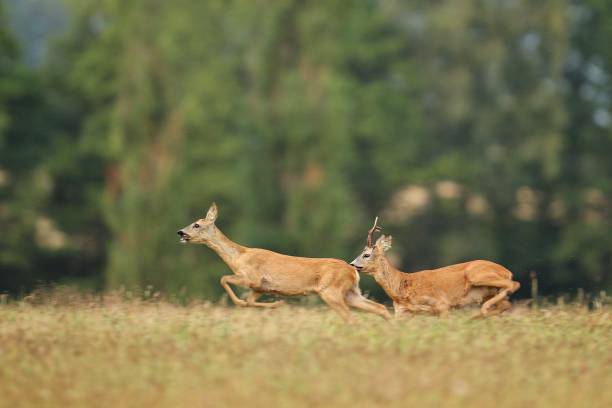 istock Roe deer male on the magical green grassland 860440440
