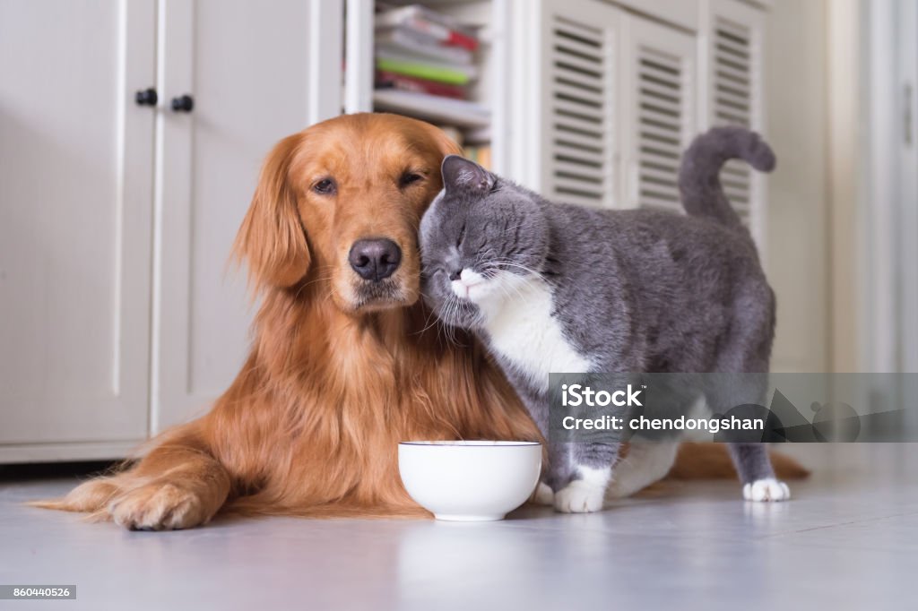 British shorthair cats and Golden Retriever Food Stock Photo