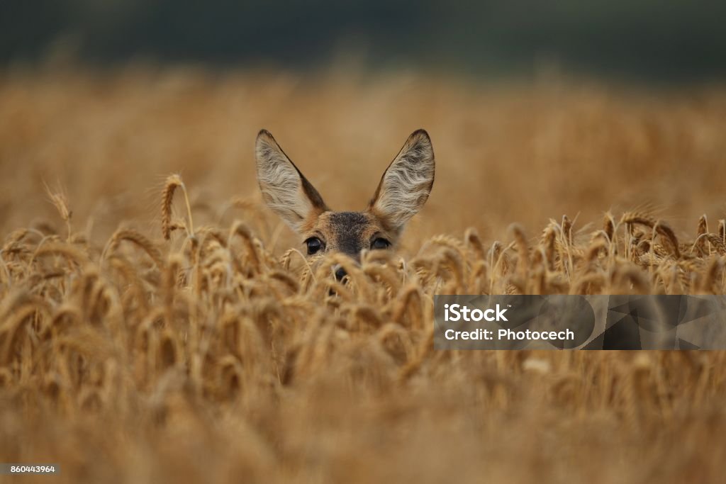 Le chevreuil mâle sur la Prairie verte magique - Photo de Chevreuil libre de droits