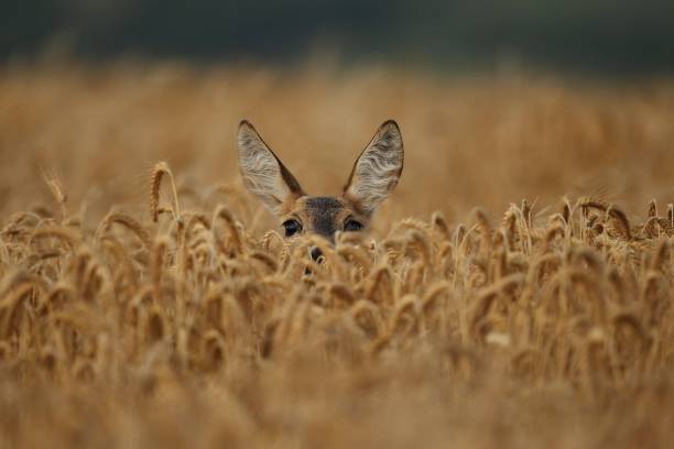 Roe deer male during rutting season, natural habitat.