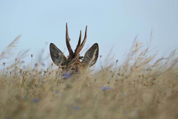 istock Roe deer male on the magical green grassland 860444242