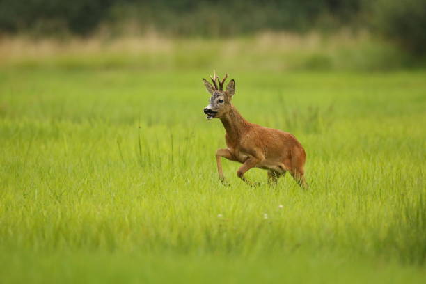 istock Roe deer male on the magical green grassland 860444376