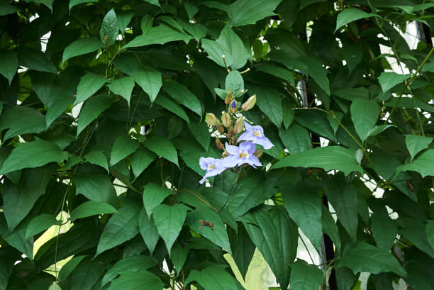 istock Thunbergia laurifolia 860446878