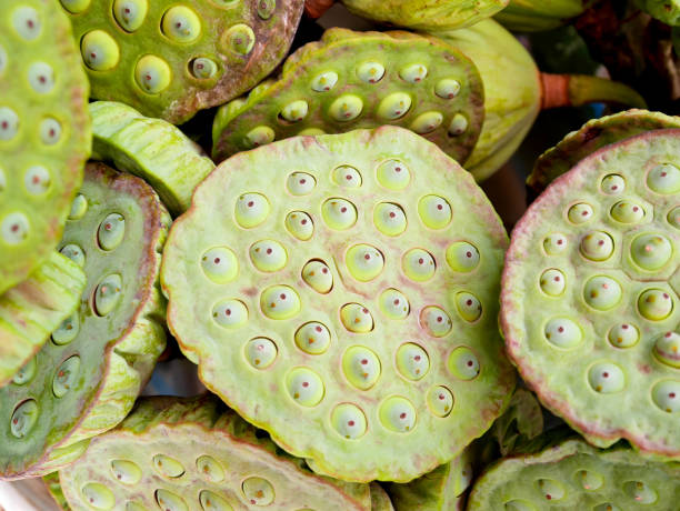 istock A bunch of lotus seed heads 860450530