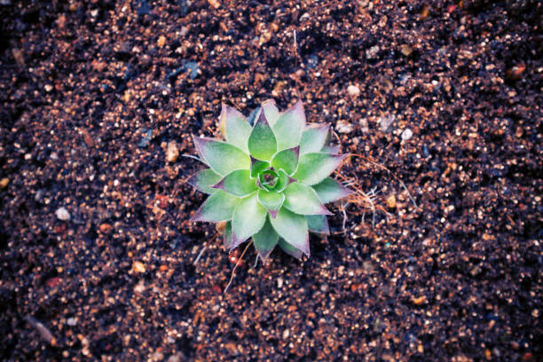Close up of succulent plant with sempervivum
