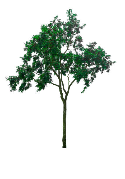 istock Green Tree isolated at on white background of file with Clipping Path 860450992