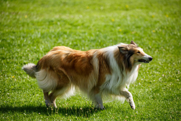 istock Rough collie playing in the park 860454116