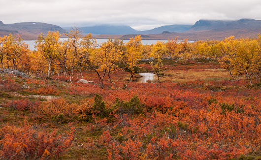 Red and yellow golden warm autumn meadow landscape in Lapland with small river and lake. Good backround image.