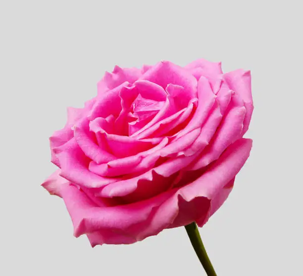 Photo of bright pink Rose