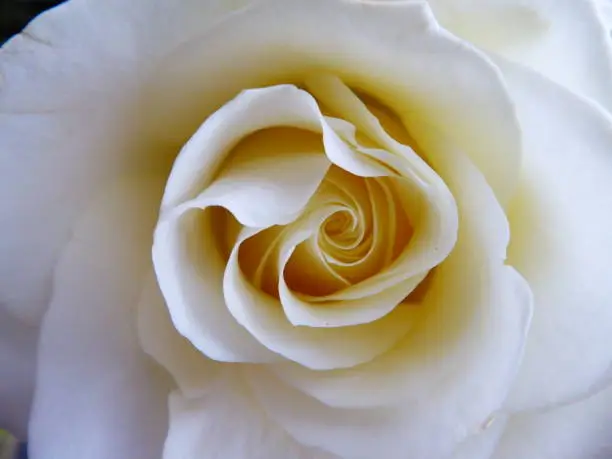 Photo of Cream Rose