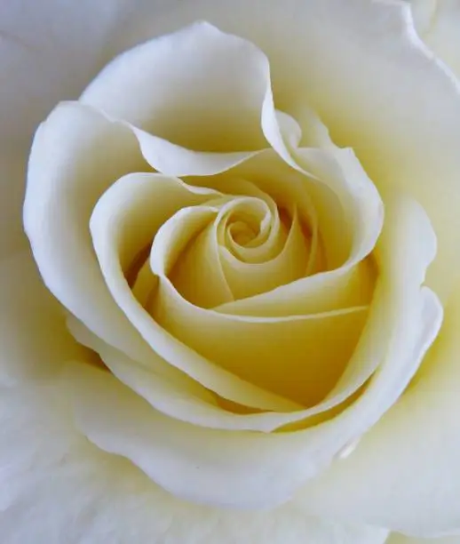 Photo of Cream Rose