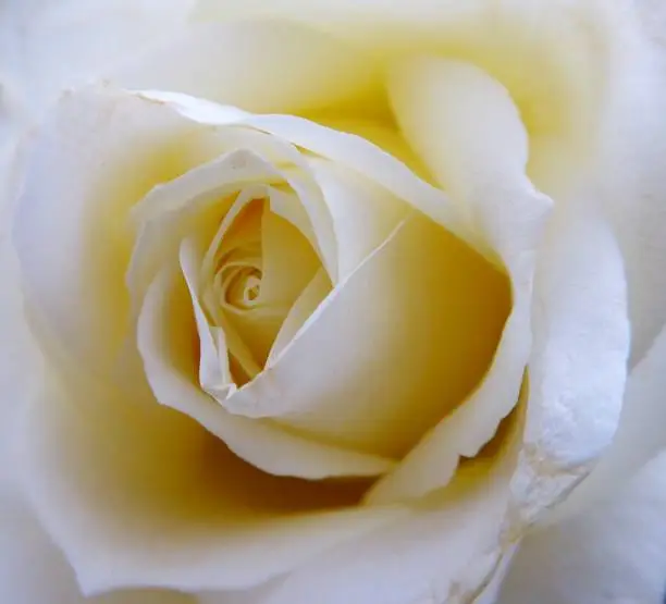 Photo of Cream Rose
