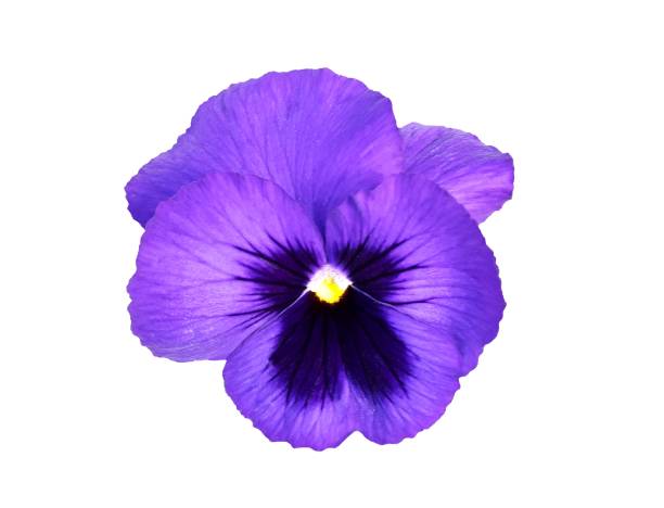 istock Purple violet,pansy flower 860463872