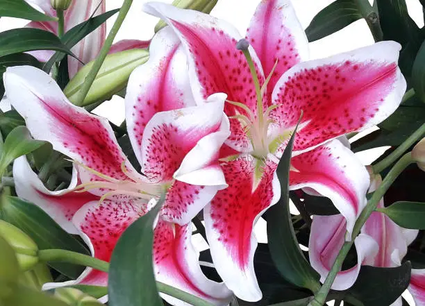 Lily flower,pink and white,beautiful smell