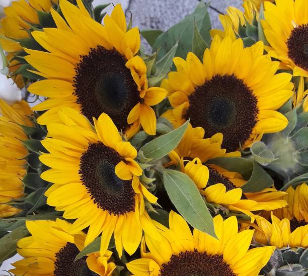 istock Sunflower bouquet,yellow flowers 860464658