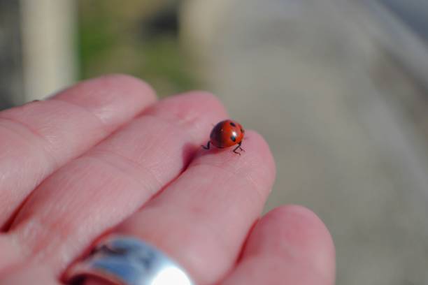 istock Little red ladybug standing at the human finger 860468982