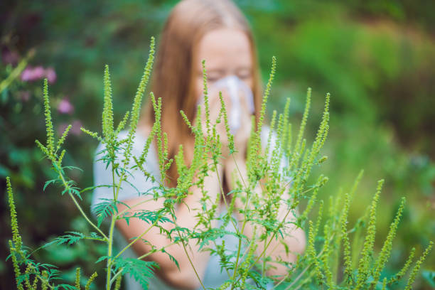 Young woman sneezes because of an allergy to ragweed Young woman sneezes because of an allergy to ragweed. ragweed stock pictures, royalty-free photos & images