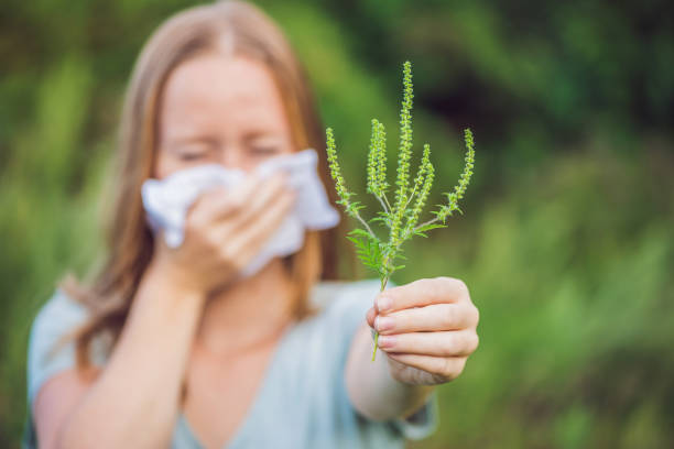 Young woman sneezes because of an allergy to ragweed Young woman sneezes because of an allergy to ragweed. ragweed stock pictures, royalty-free photos & images