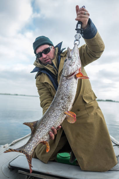 istock Amateur angler holds big pike fish 860475842
