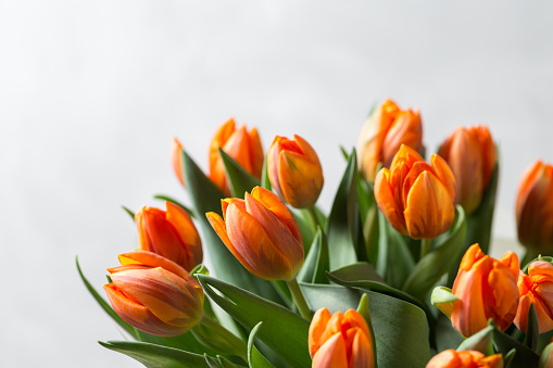 Beautiful orange and yellow tulips on light gray wall. Flower background. Warm colors. copy space.