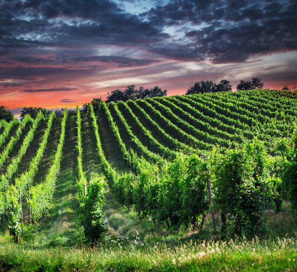 istock Fields of grapes in the summer, Tuscany. 860480858