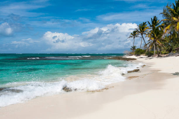 Palm Tree Fringe, with Beach and Caribbean Ocean View: Palm Island, Saint Vincent and the Grenadines, - fotografia de stock