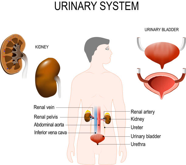 illustrazioni stock, clip art, cartoni animati e icone di tendenza di sistema urinario - cross section