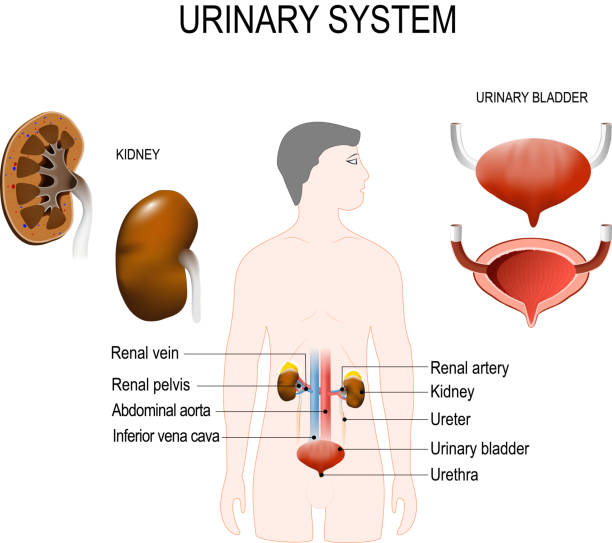 urinary system urinary system: cross-section of  kidneys, urinary bladder, renal artery and vein, inferior vena cava and abdominal aorta, renal pelvis, urethra,  ureter. Vector illustration for your design and medical use. human anatomy. silhouette of a man with internal organs. ureter stock illustrations