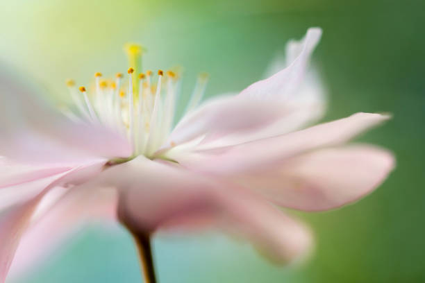 fiori di ciliegio rosa tene morbidi - single flower plant flower close up foto e immagini stock