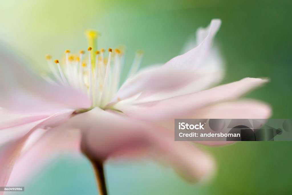 Soft Pink cherry blossom Soft Pink cherry blossom from sweden nature Flower Stock Photo