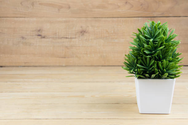 istock Small tree white pot on wooden desk. copy space 860499304