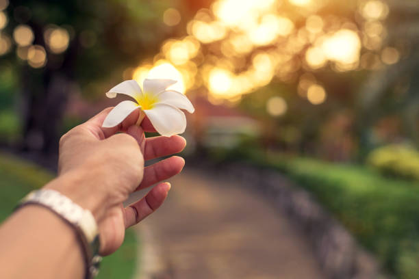 istock Handle plumeria with sunlight bokeh background 860500610