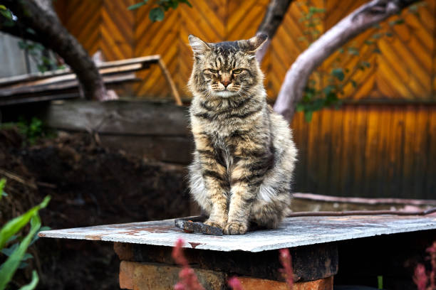 istock Angry siberian cat look ahead screwed-up eyes on camera 860504602