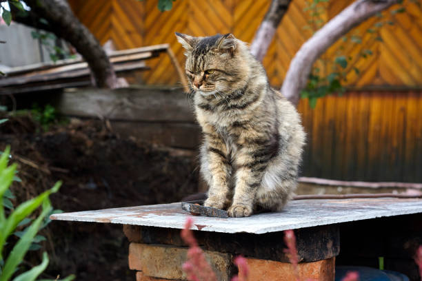 istock Serious siberian cat look ahead 860504902