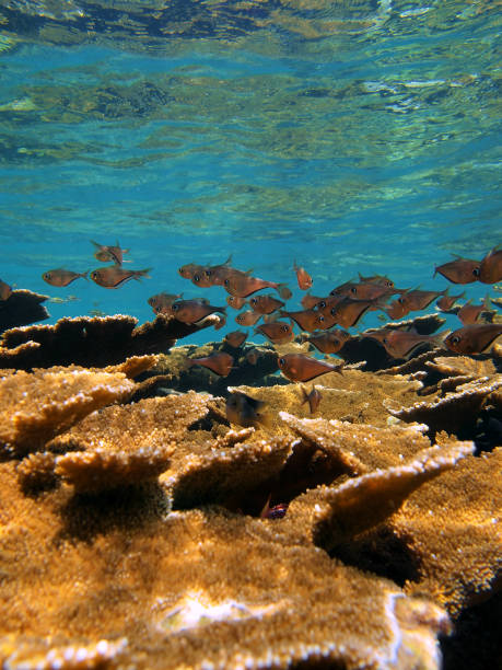 istock Fish and elkhorn coral 860505006