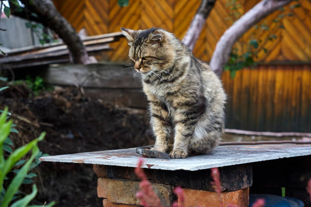 istock Siberian cat looking down in garden 860507366