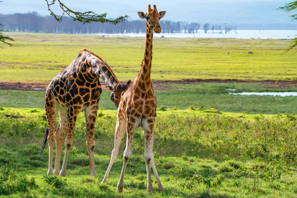 istock Pair of Ugandan giraffe browses in savannah 860509030