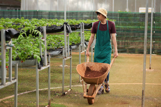 Full length portrait of confident Asian farmer wearing bucket hat and apron driving empty wheelbarrow while walking along spacious modern greenhouse