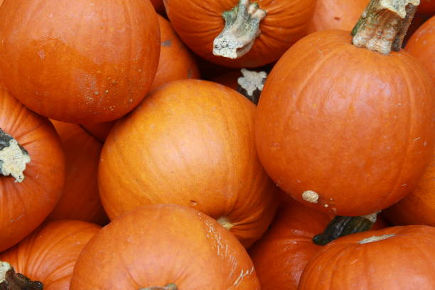 istock Pumpkins on display at a farmers market 860512614