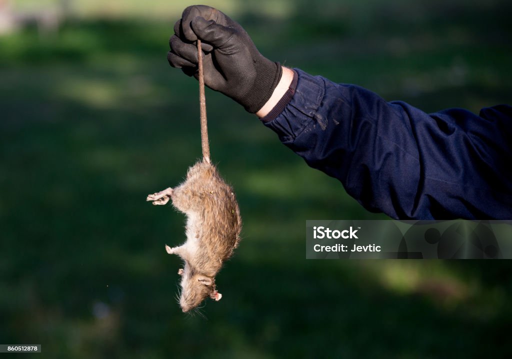 Rat mort de Farmer holding - Photo de Rat libre de droits