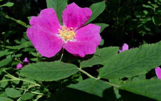 istock blooming wild rose in the woods 860513308