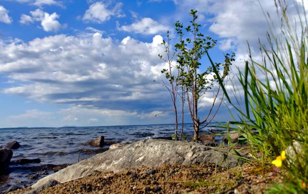 árbol joven solitario en la orilla del lago - south ural fotografías e imágenes de stock