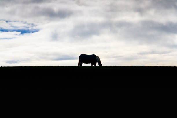 istock A Horse on the Horizon 860515942