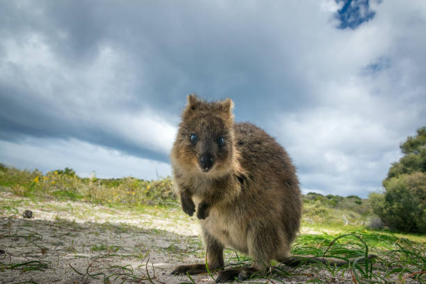 Adorable quokka kangaroo Adorable quokka kangaroo, Rottnest island, Western Australia rotifera stock pictures, royalty-free photos & images