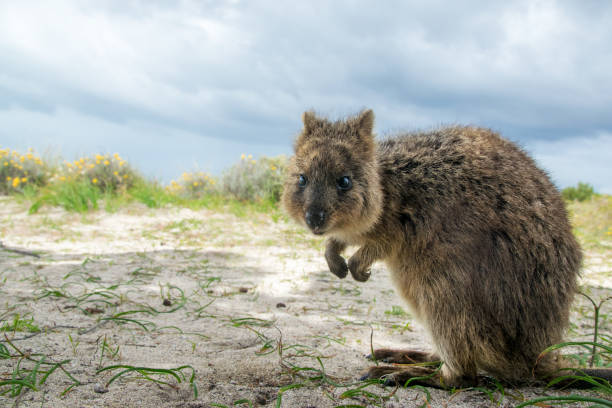 istock Adorable quokka kangaroo 860519354