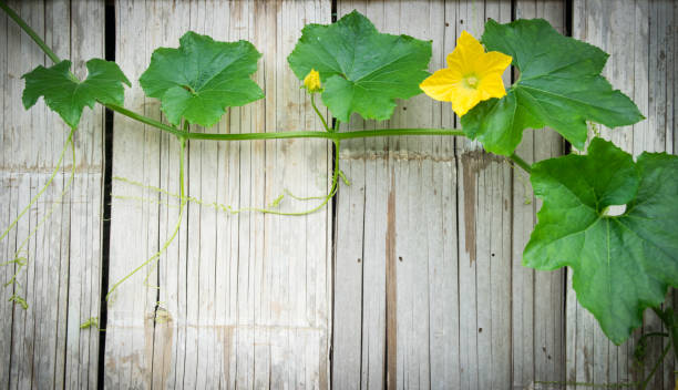 istock green plant on old bamboo  background with space for your text 860524346