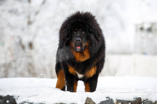 自然の冬の風景の背景に美しいチベットのマスチフ。犬の品種。 - animal dog winter snow ストックフォトと画像