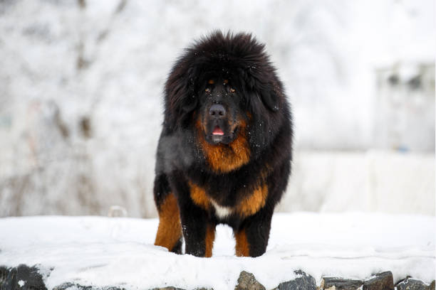 자연의 겨울 풍경 배경 아름 다운 티벳 마스 티 프. 강아지의 번 식입니다. - tibetan mastiff 뉴스 사진 이미지