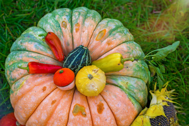 There are pumpkins and various vegetables on a white background