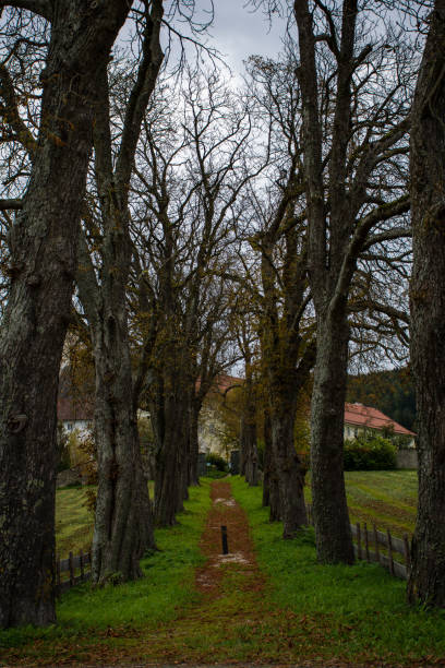 istock autumn chestnut alley 860528656